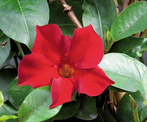 photo of flower to be used as: Pot Dipladenia (Mandevilla) Sevilla CompactRed