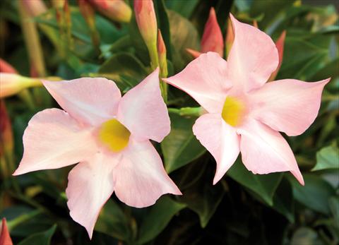 photo of flower to be used as: Pot Dipladenia (Mandevilla) Sevilla Soft Pink