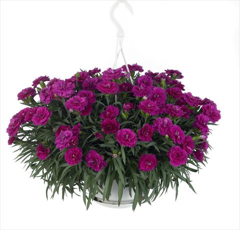 photo of flower to be used as: Basket / Pot Dianthus caryophyllus Fontaine Purple