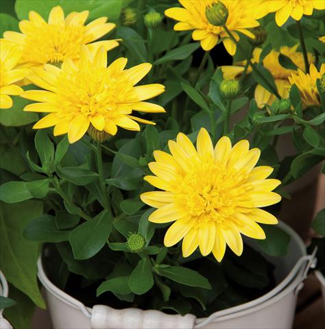photo of flower to be used as: Pot Osteospermum FlowerPower® 3D Yellow