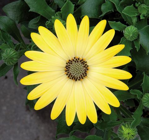 photo of flower to be used as: Pot Osteospermum FlowerPower® Lemon Yellow