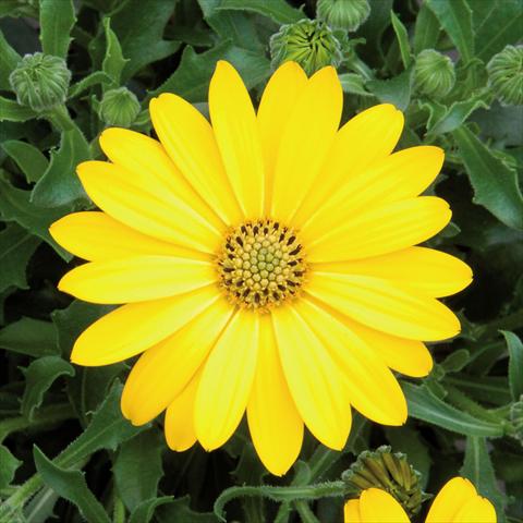photo of flower to be used as: Pot Osteospermum FlowerPower® Pure Yellow