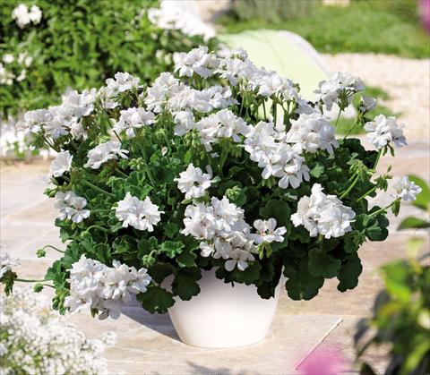 photo of flower to be used as: Pot Pelargonium interspec. Perillo® White Einleitung