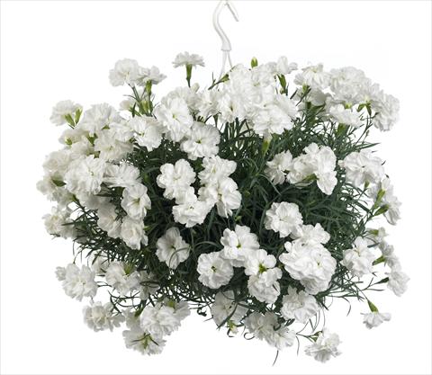 photo of flower to be used as: Basket / Pot Dianthus caryophyllus Fontaine White