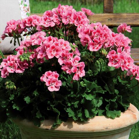 photo of flower to be used as: Pot Pelargonium zonale Sunrise® Graziella