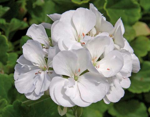 photo of flower to be used as: Pot Pelargonium zonale Sunrise® XL White