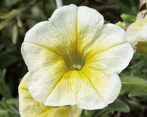 photo of flower to be used as: Basket / Pot Petunia hybrida Bonnie Lemon Yellow