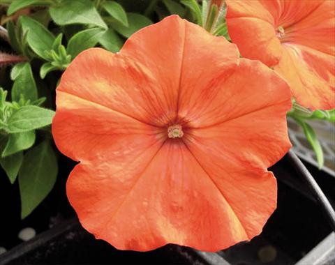 photo of flower to be used as: Basket / Pot Petunia hybrida Bonnie Orange