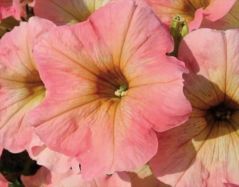photo of flower to be used as: Basket / Pot Petunia hybrida Bonnie Pink Lemonade