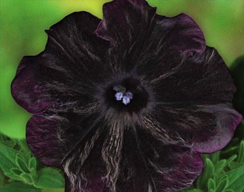 photo of flower to be used as: Basket / Pot Petunia hybrida Bonnie Velvet