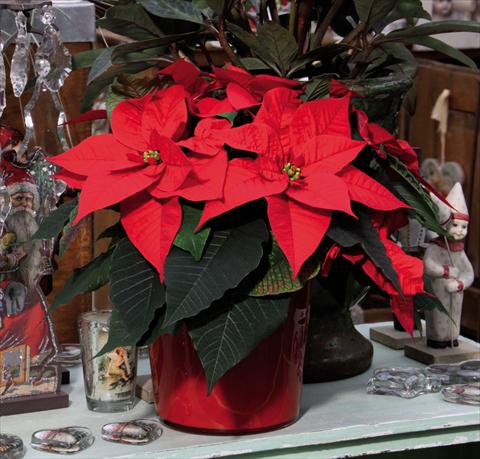 photo of flower to be used as: Pot Poinsettia - Euphorbia pulcherrima Christmas Glory