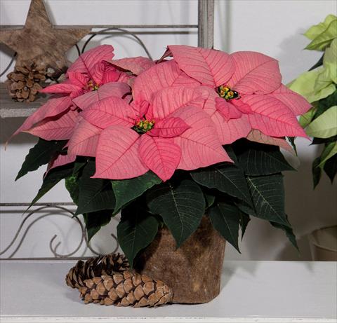 photo of flower to be used as: Pot Poinsettia - Euphorbia pulcherrima Christmas Glory Pink