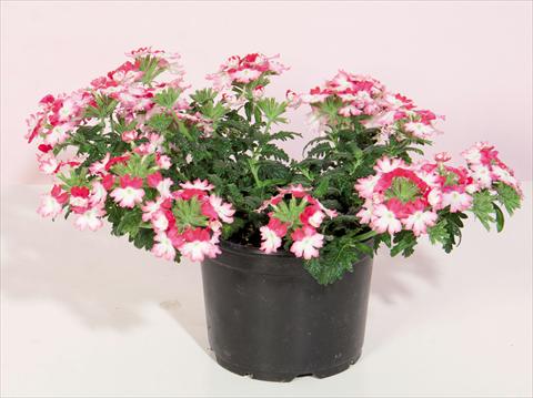 photo of flower to be used as: Pot and bedding Verbena hybrida Bebop® Dark Pink