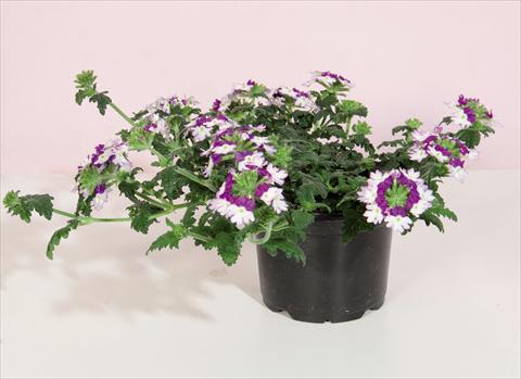 photo of flower to be used as: Pot and bedding Verbena hybrida Bebop® Dark Violet