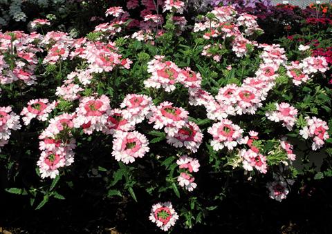 photo of flower to be used as: Pot and bedding Verbena hybrida Bebop® Pink