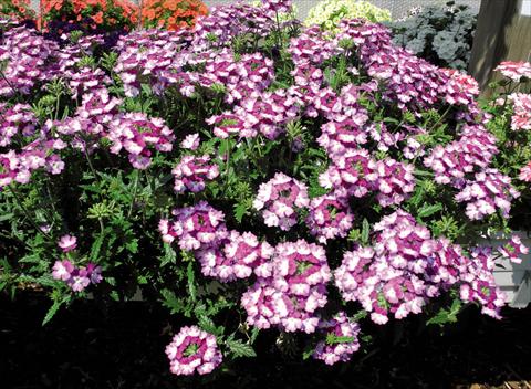 photo of flower to be used as: Pot and bedding Verbena hybrida Bebop® Violet