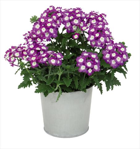 photo of flower to be used as: Pot Verbena hybrida Blues® Dark Violet