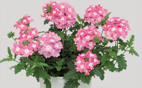 photo of flower to be used as: Pot Verbena hybrida Blues® Pink