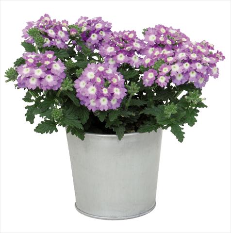 photo of flower to be used as: Pot Verbena hybrida Blues® Sky Blue