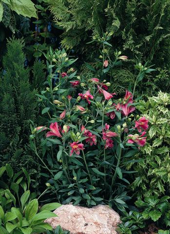 photo of flower to be used as: Bedding / border plant Alstroemeria Inca® Glow