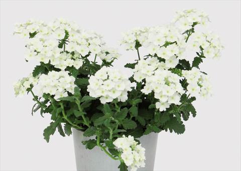 photo of flower to be used as: Pot Verbena hybrida Blues® White