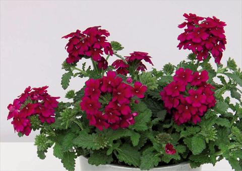 photo of flower to be used as: Pot Verbena hybrida Pop® Burgudy
