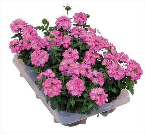photo of flower to be used as: Pot Verbena hybrida Pop® Dark Pink