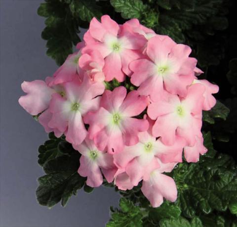 photo of flower to be used as: Pot Verbena hybrida Pop® Light Pink