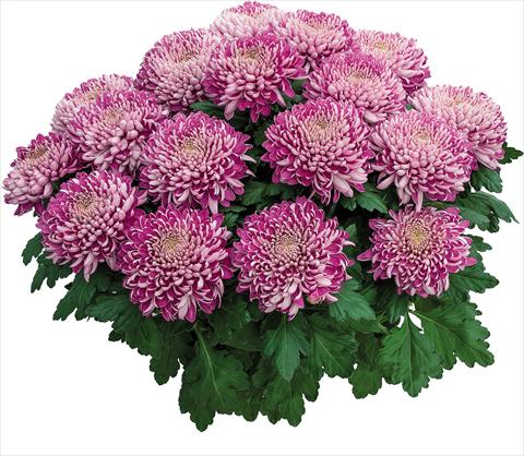photo of flower to be used as: Pot Chrysanthemum Arobaz Rose