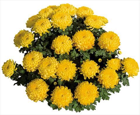 photo of flower to be used as: Pot Chrysanthemum Stabilo Jaune