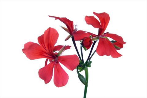 photo of flower to be used as: Basket / Pot Pelargonium peltatum Grand Idols® Orange