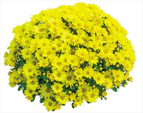 photo of flower to be used as: Pot Chrysanthemum Elys Jaune