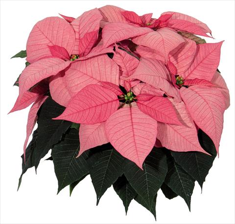photo of flower to be used as: Pot Poinsettia - Euphorbia pulcherrima Glory Pink