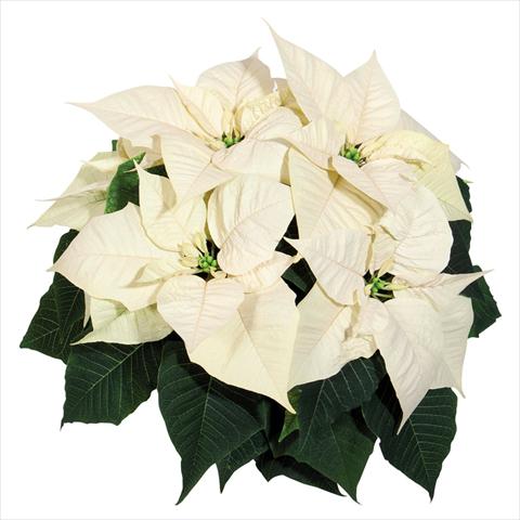 photo of flower to be used as: Pot Poinsettia - Euphorbia pulcherrima Glory White
