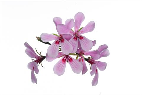 photo of flower to be used as: Basket / Pot Pelargonium peltatum Grand Idols® Pink