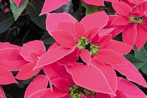 photo of flower to be used as: Pot Poinsettia - Euphorbia pulcherrima Poinsettia Luv U Hot Pink