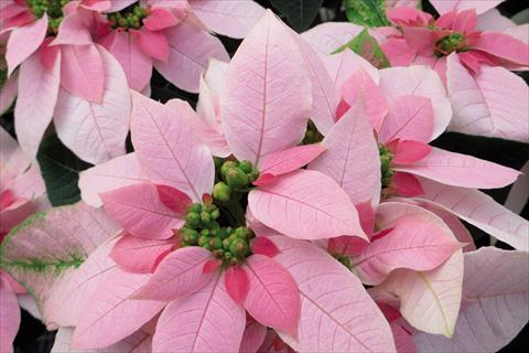 photo of flower to be used as: Pot Poinsettia - Euphorbia pulcherrima Luv U Soft Pink