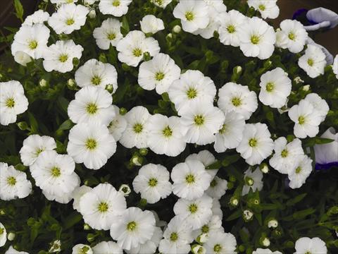 photo of flower to be used as: Pot and bedding Arenaria montana Lana White