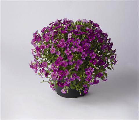 photo of flower to be used as: Pot and bedding Aubrieta Florado Rose Red