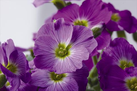 photo of flower to be used as: Pot and bedding Aubrieta Florado Rose