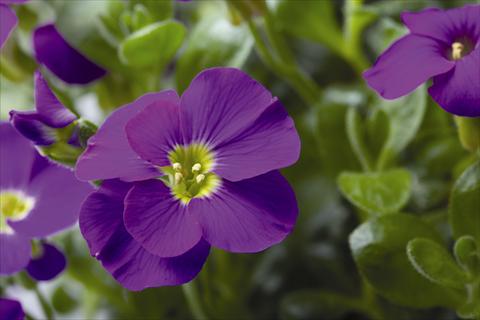 photo of flower to be used as: Pot and bedding Aubrieta gracilis Kitte® Blue