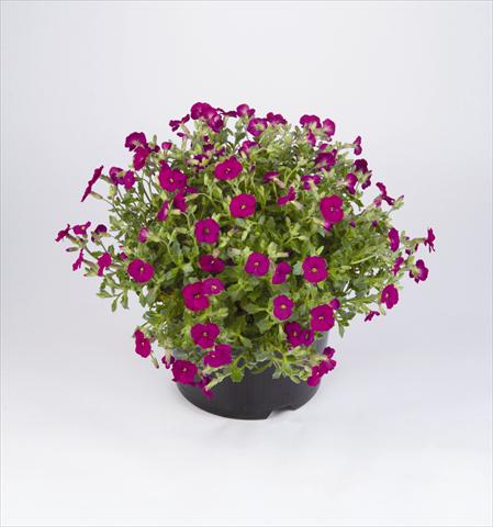photo of flower to be used as: Bedding / border plant Aubrieta hybrida Regado Red