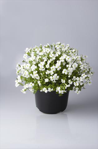 photo of flower to be used as: Pot and bedding Aubrieta hybrida Regado White