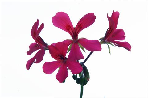 photo of flower to be used as: Basket / Pot Pelargonium peltatum Grand Idols® Purple
