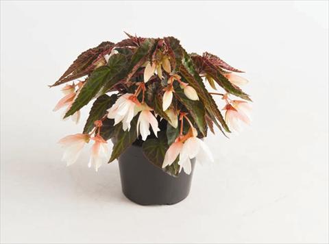 photo of flower to be used as: Bedding pot or basket Begonia boliviensis Bonaparte White