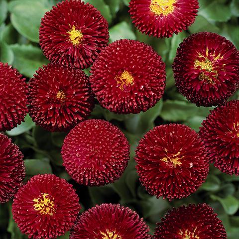 photo of flower to be used as: Pot and bedding Bellis perennis Bellissima Red