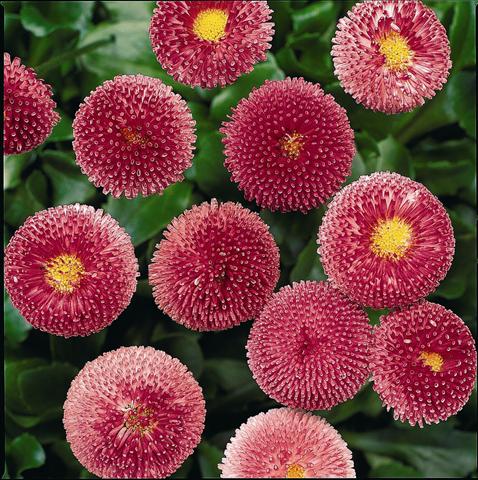 photo of flower to be used as: Pot and bedding Bellis perennis Bellissima Rose