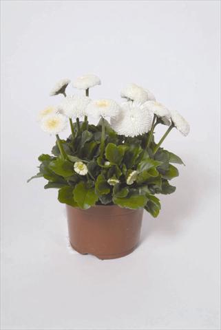 photo of flower to be used as: Pot and bedding Bellis perennis Bellissima White