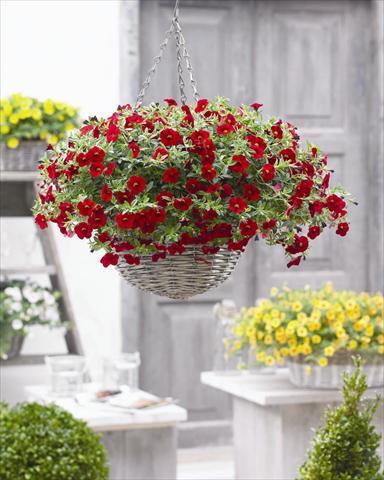 photo of flower to be used as: Bedding pot or basket Calibrachoa hybrida Cabaret™ Bright Red 2012
