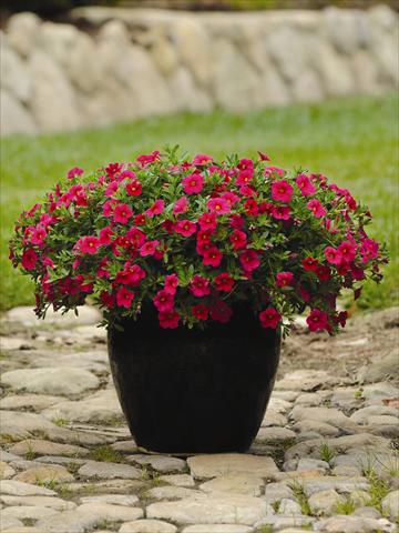 photo of flower to be used as: Bedding pot or basket Calibrachoa hybrida Cabaret™ Cherry Rose